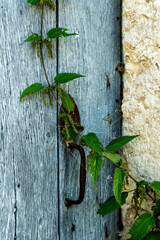 A green stem winding around an old iron door handle on a weathered wooden door in an outdoor setting during daylight