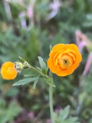 yellow flower