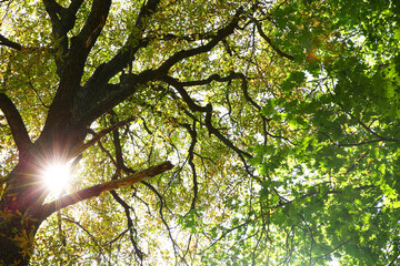 Branches of beautiful trees with green leaves outdoors, bottom view