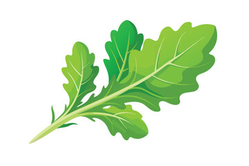 Arugula vector illustration isolated in white background