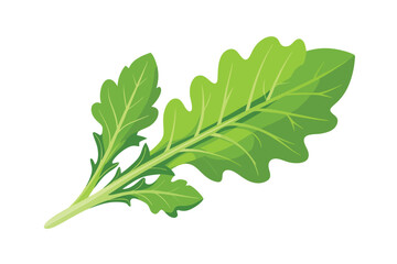 Arugula vector illustration isolated in white background