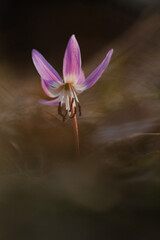 erythrone dent-de-chien (erythronium dens-canis) en sous bois, printemps, 2012