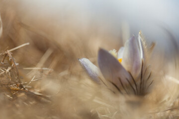 Anemone