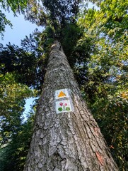 An isolated tree trunk with a two painted hiking trail signs from worm's eye view	