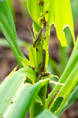 In the maize field, the armyworm attack the maize leaves, causing damage to the maize leaves,...