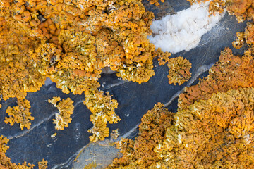 Lichen