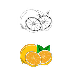 Lemon line art illustration 
