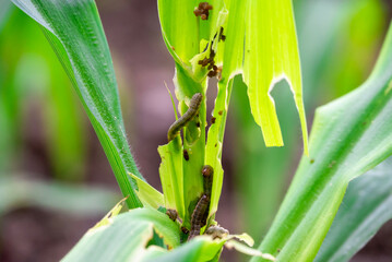 In the maize field, the armyworm attack the maize leaves, causing damage to the maize leaves,...
