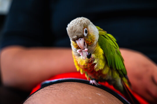 Young cute little green cheeked conure bird, colorful young conure parrot popular household pet