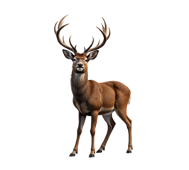 Red Deer Isolated on Transparent Background