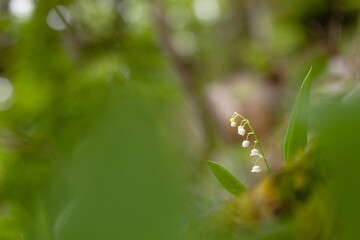 Muguet