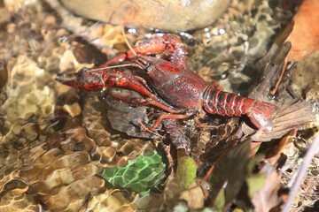 Ecrevisse rouge d'eau douce