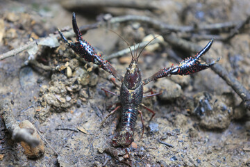 Ecrevisse de Louisiane invasive