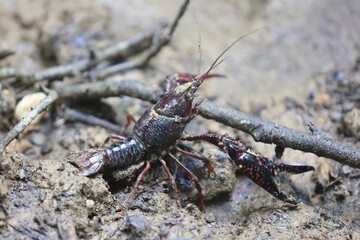 Ecrevisse de Louisiane invasive