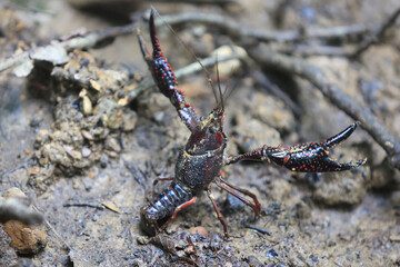 Ecrevisse de Louisiane invasive