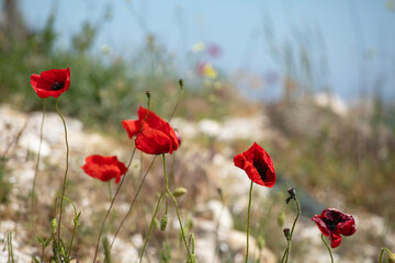 Naklejka premium wild poppies close up against beach sand
