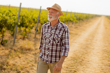 Elderly man strolls through sunlit vineyard rows during golden hour, embracing the tranquility of a...