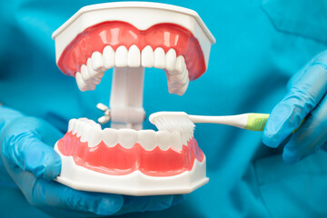 Asian dentist cleaning teeth of human dental model with tooth brush for patient and studying about dentistry.