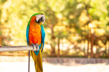 A close-up of a macaw. The multi-colored parrot sits on a perch. The background is blurred, which...