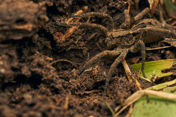 a spider with a hundred feet passing underneath