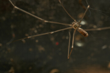 a spider with thin and long brown legs
