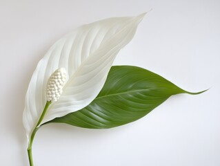 Obraz premium Elegant white and green leaf arrangement, showcasing the beauty of nature, perfect for interior decor and botanical designs.