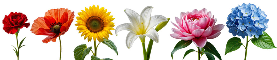 Fototapeta premium Rainbow of Blooms: A vibrant collection of six unique flowers, each representing a different color of the rainbow. This image captures the beauty of nature's diversity and the joy of a colorful garde