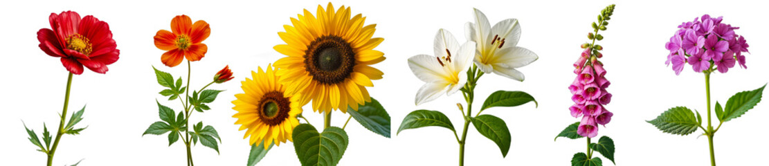 Obraz premium A Rainbow of Blooms: A vibrant collection of flowers in full bloom, showcasing the beauty and diversity of nature. Each flower stands tall and proud, radiating color and life.