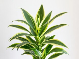 Fototapeta premium Vibrant indoor plant with striped green and yellow leaves, perfect for adding life to any space.