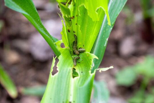 In the maize field, the armyworm attack the maize leaves, causing damage to the maize leaves, attack of The fall armyworms on maize or corn crop.