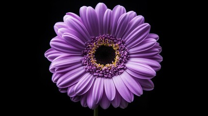 Obraz premium Purple Gerbera Daisy on Black Background