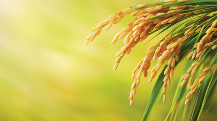Close-up of golden rice grains on a stalk swaying gently in a lush, green paddy field under the bright sunlight.