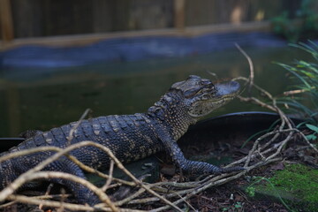 alligator in the swamp