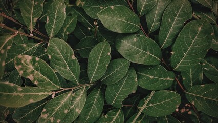 leaves background