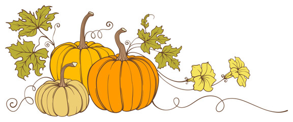 Pumpkin with leaves vector illustration