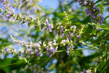 A beautiful display of purple and white flowers is growing on a tree