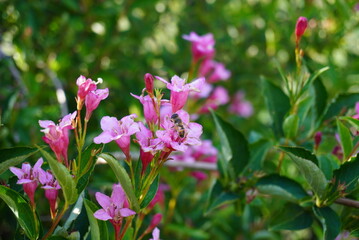 A small bee is happily sitting on a beautiful pink flower