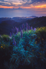 Beautiful wildflower lupines on the mountains of Madeira, Portugal