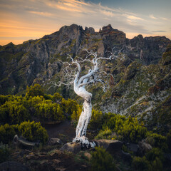 Dead tree on Pico Ruivo trail toward the summit, in Madeira, Portugal