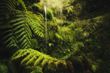 Small waterfall deep in a rainforest in Madeira, Portugal