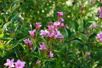 A small bee is happily sitting on a beautiful pink flower