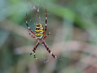 Wasp spider on the web