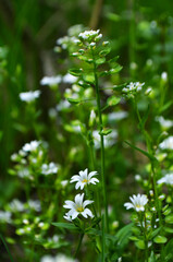 flowers in the forest
