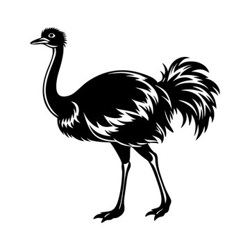 recommend clip art: Download Ostrich  Silhouette Vector Art And Illustration Svg File For Design.