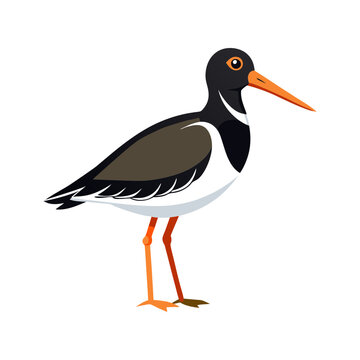 recommend clip art: Download American Oystercatcher Bird Silhouette Vector Art And Illustration   White Background Svg File For Design.