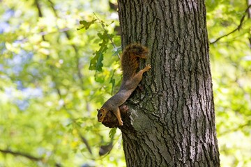Obraz premium Fox squirrel resting in the park. The fox squirrel (Sciurus ni..r), also known as the eastern fox squirrel or Bryant's fox squirrel. 