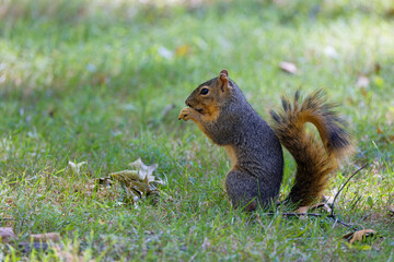 The fox squirrel (Sciurus niger), also known as the eastern fox squirrel or Bryant's fox squirrel. 