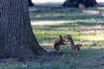 Fights between squirrels. The fox squirrel (Sciurus niger), also known as the eastern fox squirrel or Bryant's fox squirrel. 