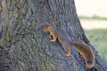 The fox squirrel (Sciurus niger), also known as the eastern fox squirrel or Bryant's fox squirrel. 