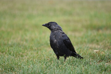 A closeup of an angry western jackdaw, coloeus monedulu, standing in the grass, seen from the side. Photo of a black bird with shallow focus. 